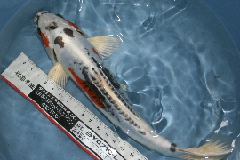 konishi 014t200.jpg
